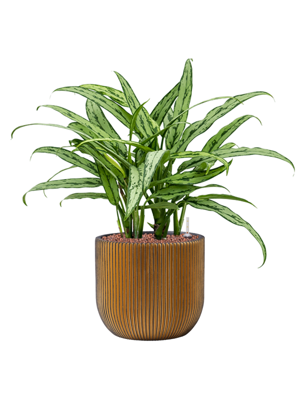 Aglaonema 'Cutlass' (1AGCUBP20) - купить по лучшей цене в artkashpo.ru