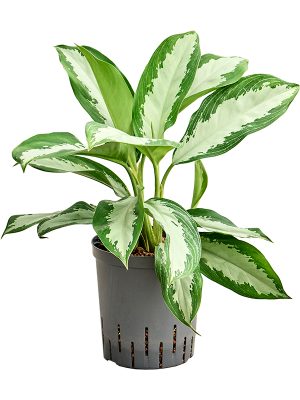 Aglaonema 'Diamond bay' (1AGDBTU18) - купить по лучшей цене в artkashpo.ru