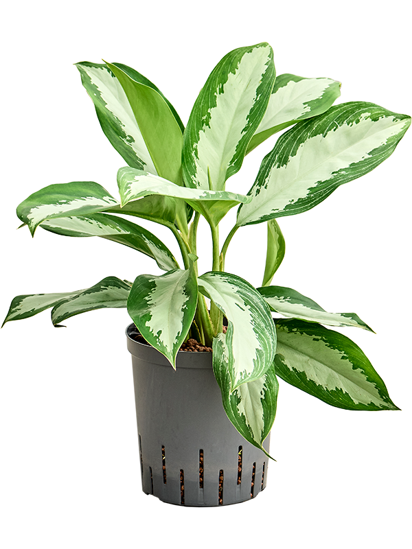 Aglaonema 'Diamond bay' (1AGDBTU18) - купить по лучшей цене в artkashpo.ru