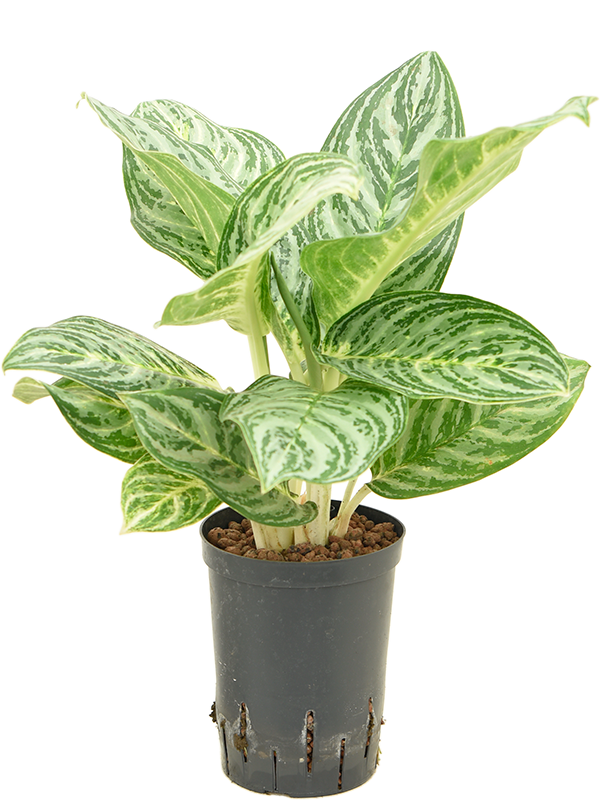 Aglaonema 'Golden Madonna' (1AGGMTU15) - купить по лучшей цене в artkashpo.ru