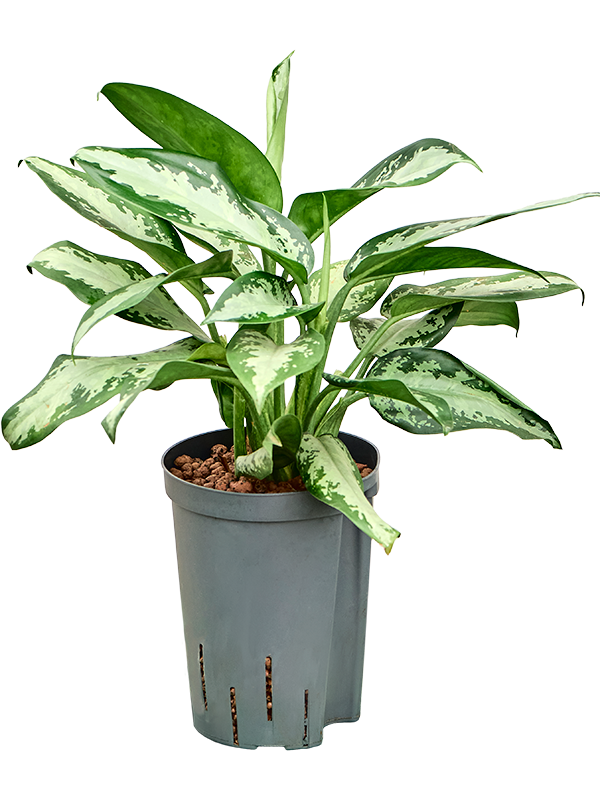 Aglaonema 'Jubilee' (1AGJUTU15) - купить по лучшей цене в artkashpo.ru