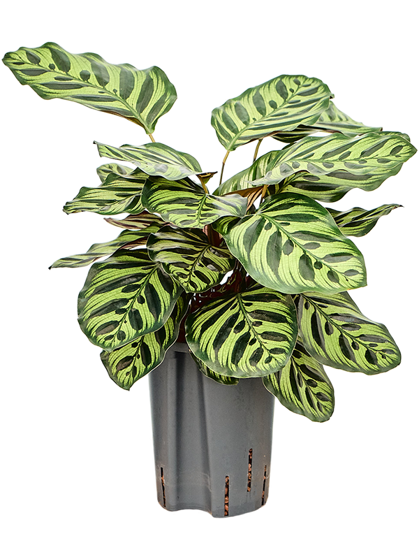 Calathea 'Makoyana' (1CAMATU15) - купить по лучшей цене в artkashpo.ru