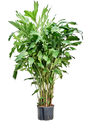 Кариота мягкая D70 H160