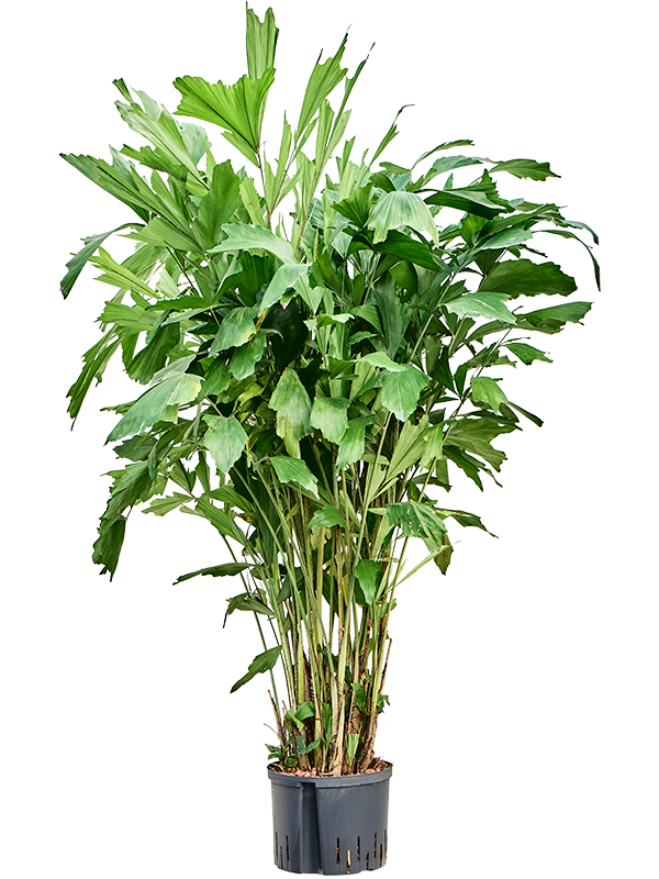 Caryota mitis (1CAMITU26) - купить по лучшей цене в artkashpo.ru Caryota mitis (1CAMITU26) - купить по лучшей цене в artkashpo.ru