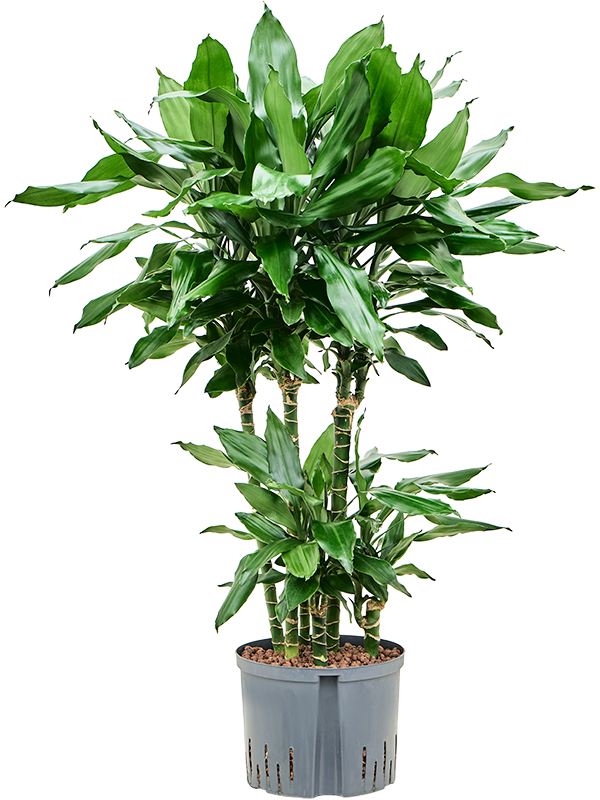 Dracaena fragrans 'Burundii' (1DRBUCA41) - купить по лучшей цене в artkashpo.ru