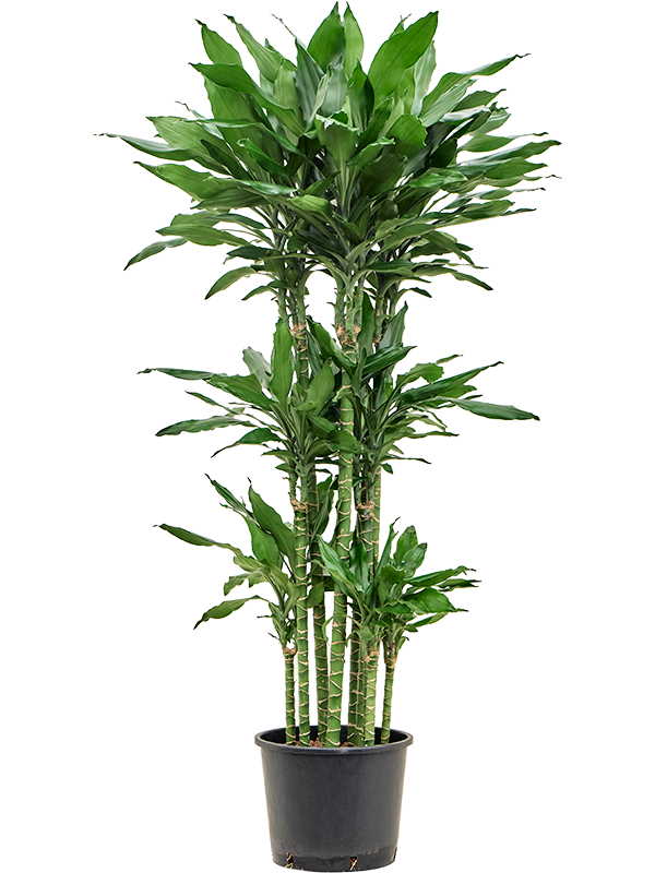 Dracaena fragrans 'Burundii' (1DRBUCA51) - купить по лучшей цене в artkashpo.ru