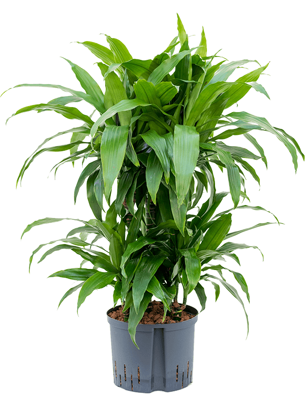 Dracaena fragrans 'Janet Craig' (1DRJGCA06) - купить по лучшей цене в artkashpo.ru