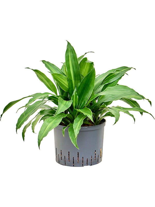 Dracaena fragrans 'Rainbow' (1DRRA5K25) - купить по лучшей цене в artkashpo.ru