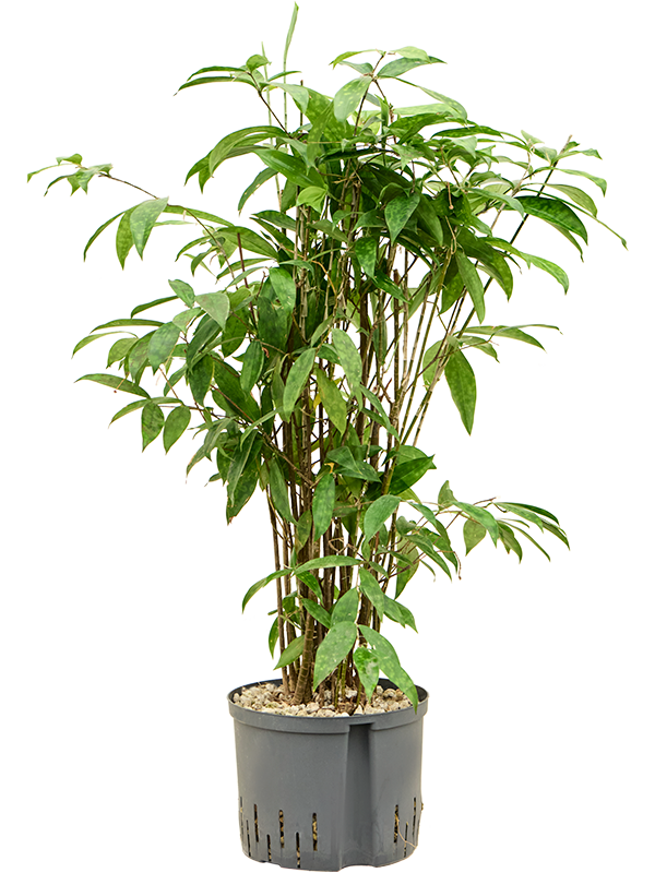 Dracaena surculosa (1DRSUBU25) - купить по лучшей цене в artkashpo.ru