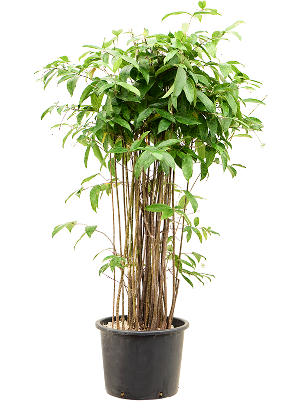 Dracaena surculosa (1DRSUBU32) - купить по лучшей цене в artkashpo.ru