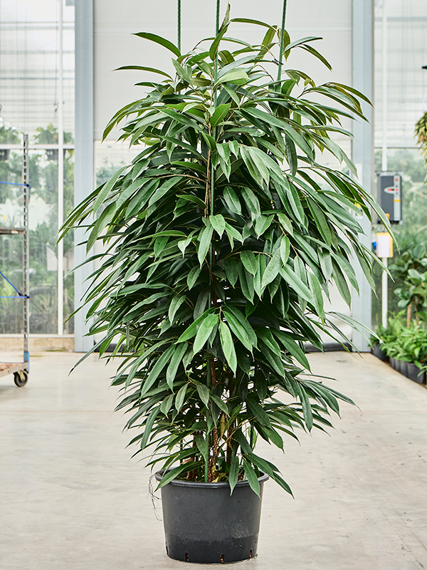 Ficus binnendijkii 'Amstel King' (1FIAK3T45) - купить по лучшей цене в artkashpo.ru