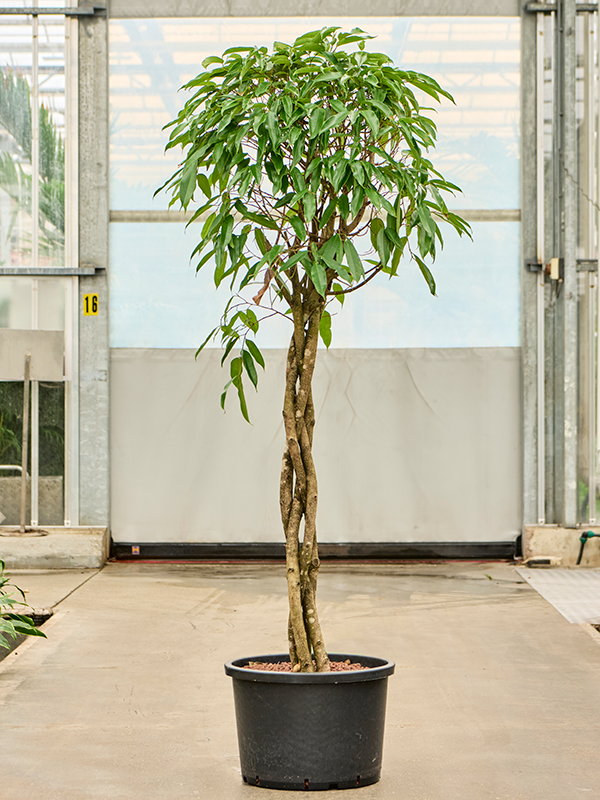 Ficus binnendijkii 'Amstel King' (1FIAKGS42) - купить по лучшей цене в artkashpo.ru