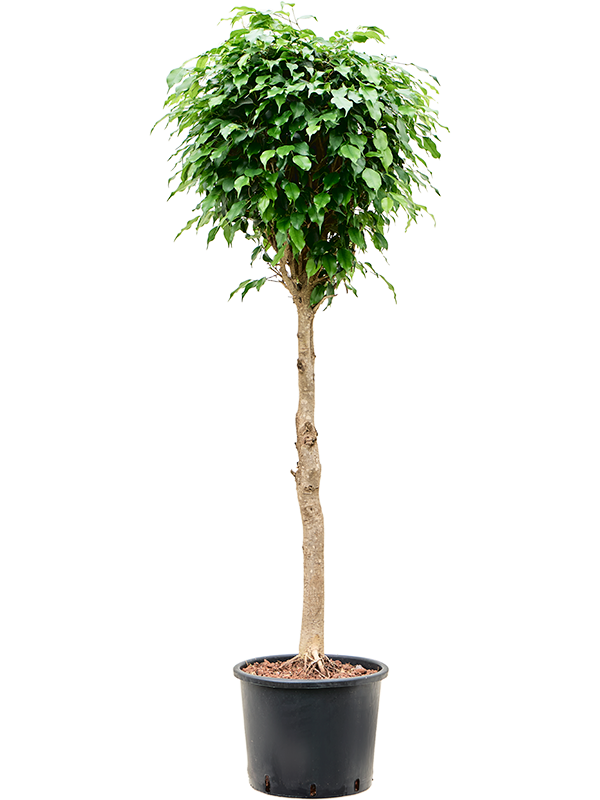 Ficus benjamina 'Danielle' (1FIDARS42) - купить по лучшей цене в artkashpo.ru