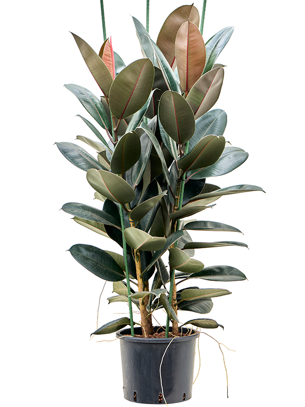 Ficus elastica 'Abidjan' (1FIEA3T28) - купить по лучшей цене в artkashpo.ru