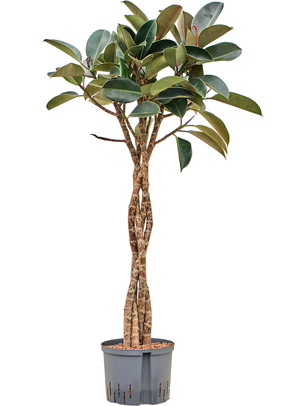 Ficus elastica 'Burgundy' (1FIEBGS25) - купить по лучшей цене в artkashpo.ru