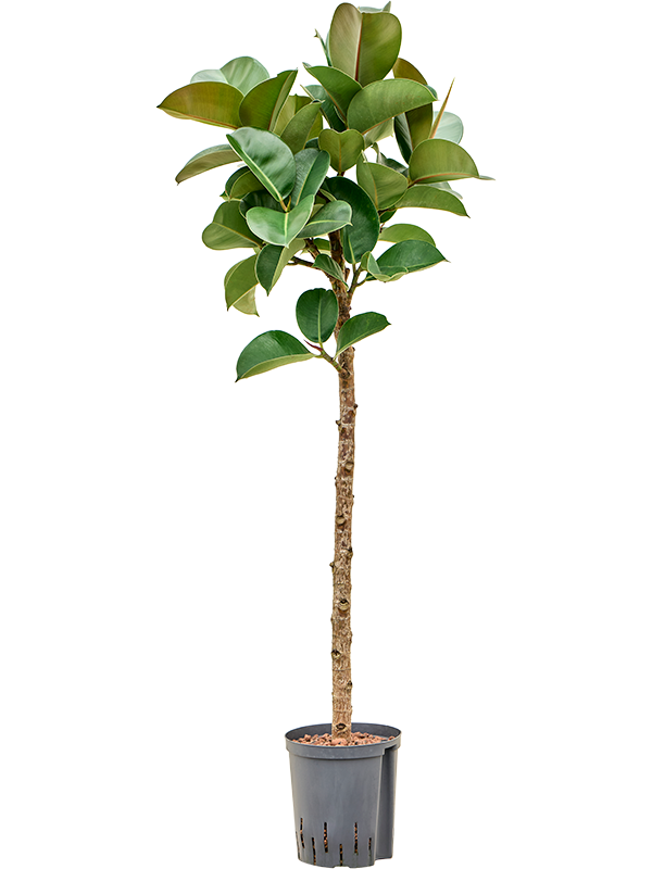 Ficus elastica 'Cloe' (1FIECRS24) - купить по лучшей цене в artkashpo.ru