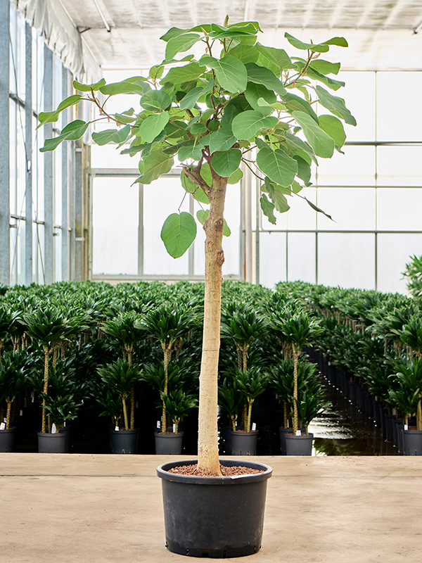 Ficus auriculata 'Everest' (1FIEVRS42) - купить по лучшей цене в artkashpo.ru