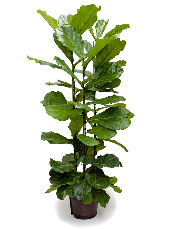 Ficus lyrata (1FILY3T05) - купить по лучшей цене в artkashpo.ru