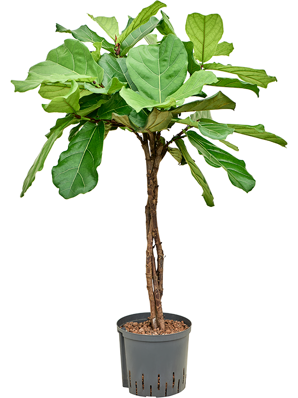 Ficus lyrata (1FILYGS18) - купить по лучшей цене в artkashpo.ru