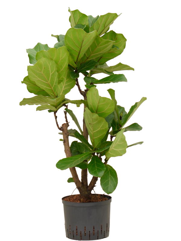 Ficus lyrata (1FILYSV22) - купить по лучшей цене в artkashpo.ru