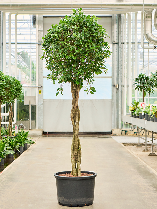 Ficus microcarpa ‘Nitida’ (1FINIGS42) - купить по лучшей цене в artkashpo.ru