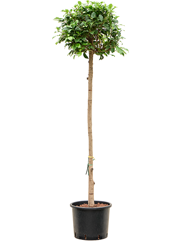 Ficus microcarpa ‘Nitida’ (1FINIRS03) - купить по лучшей цене в artkashpo.ru