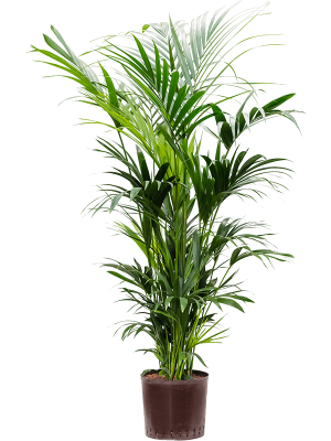 Кентия (Ховея) Форстера Кентия (Ховея) Форстера