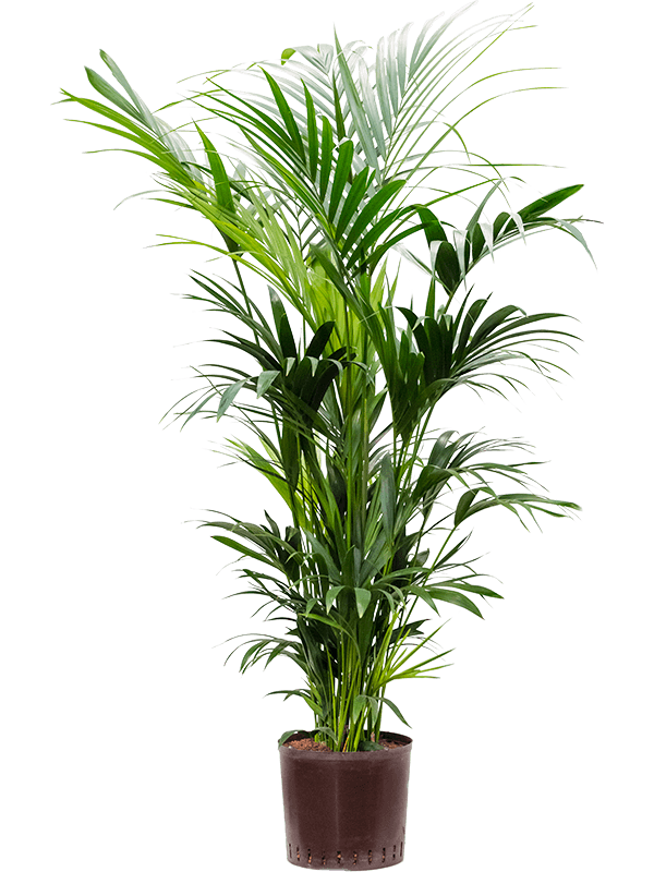 Кентия (Ховея) Форстера Кентия (Ховея) Форстера