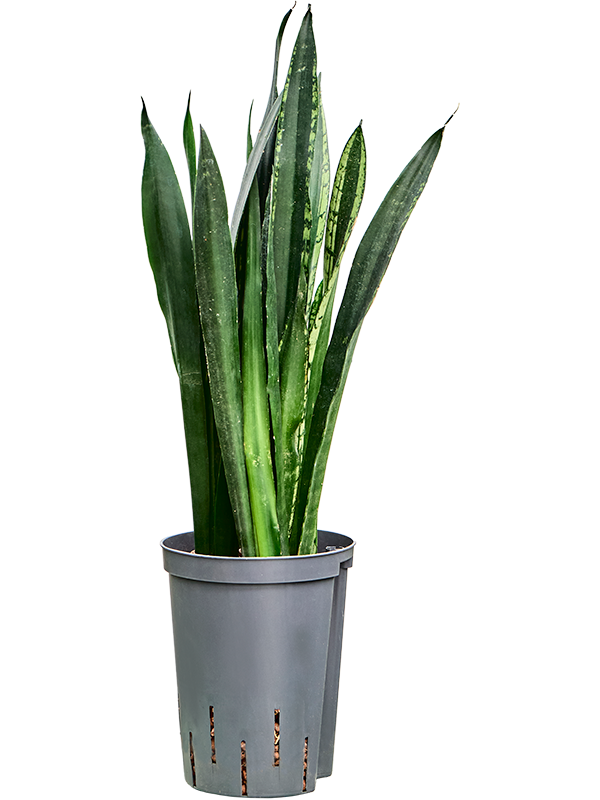 Sansevieria trifasciata 'Black Tiger' (1SABTTU10) - купить по лучшей цене в artkashpo.ru