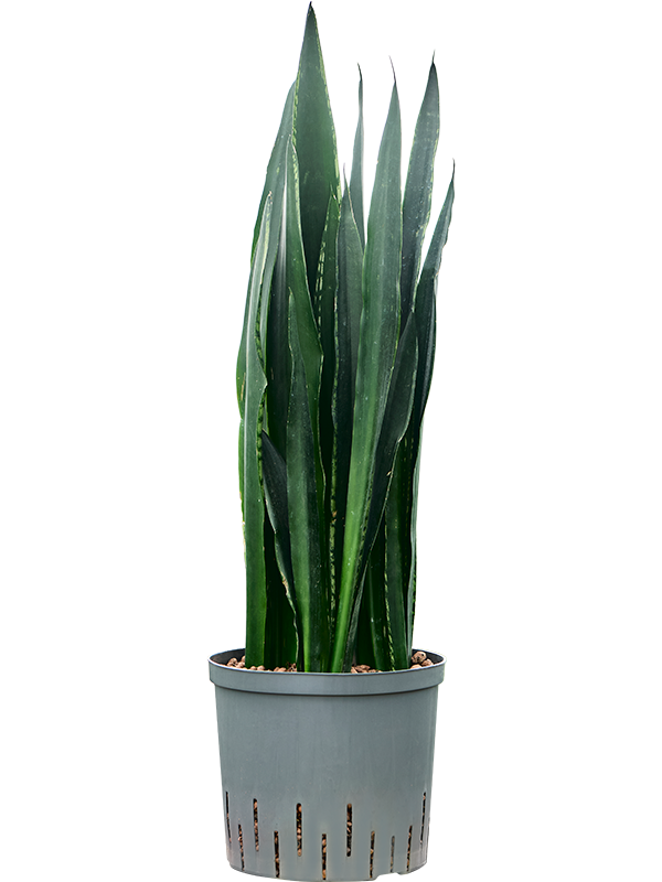 Sansevieria trifasciata 'Black Tiger' (1SABTTU22) - купить по лучшей цене в artkashpo.ru