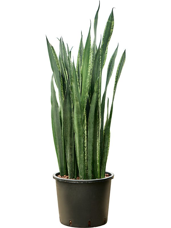 Sansevieria trifasciata 'Black Tiger' (1SABTTU31) - купить по лучшей цене в artkashpo.ru