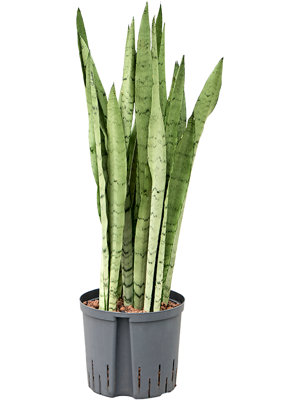 Sansevieria trifasciata 'Silver Mist' (1SASMTU22) - купить по лучшей цене в artkashpo.ru