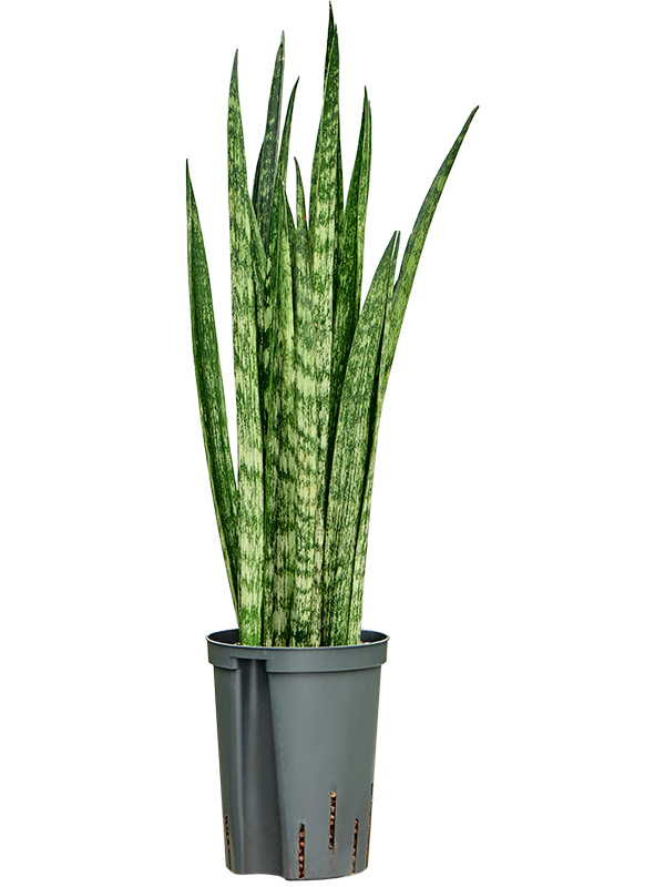 Sansevieria trifasciata 'Snake Skin' (1SASSTU15) - купить по лучшей цене в artkashpo.ru