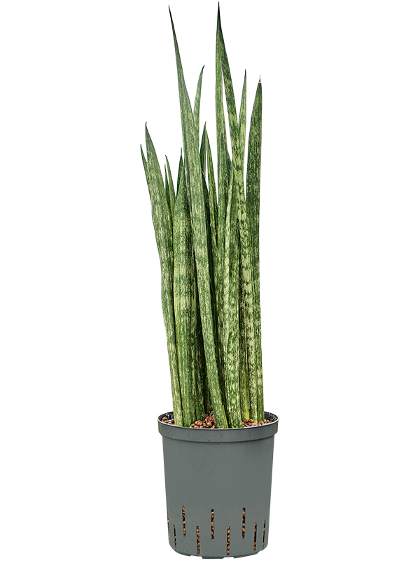 Sansevieria trifasciata 'Snake Skin' (1SASSTU18) - купить по лучшей цене в artkashpo.ru