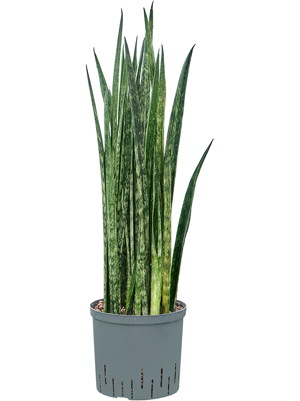 Sansevieria trifasciata 'Snake Skin' (1SASSTU22) - купить по лучшей цене в artkashpo.ru