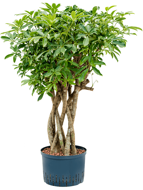 Schefflera arboricola 'Compacta' (1SCARSS36) - купить по лучшей цене в artkashpo.ru