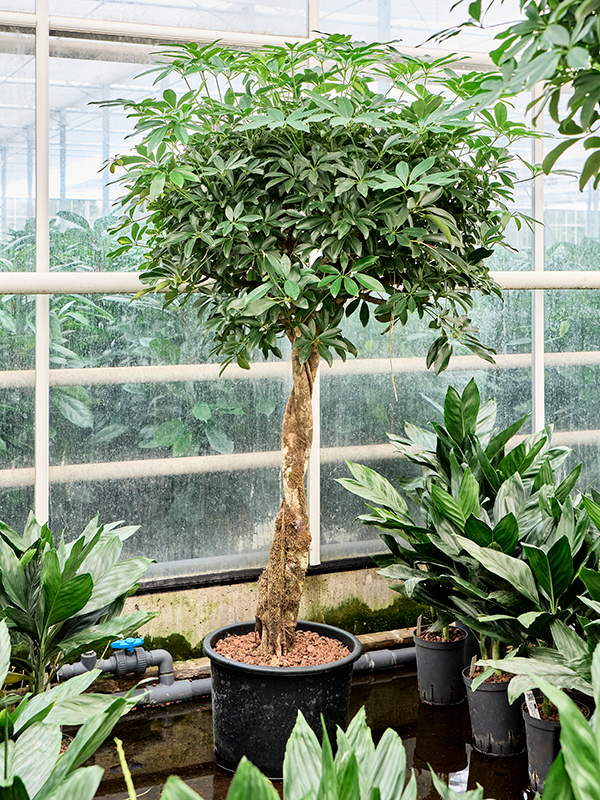 Schefflera arboricola 'Compacta' (1SCARTW12) - купить по лучшей цене в artkashpo.ru