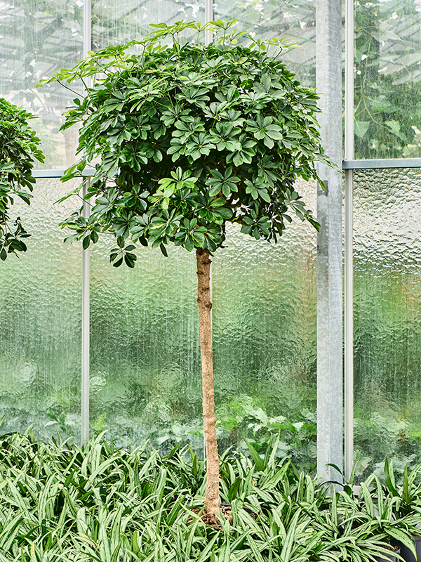 Schefflera arboricola 'Gold Capella' (1SCGCRS35) - купить по лучшей цене в artkashpo.ru