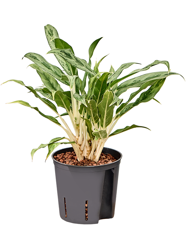 Aglaonema 'Greyhound' (2AGGRBP13) - купить по лучшей цене в artkashpo.ru