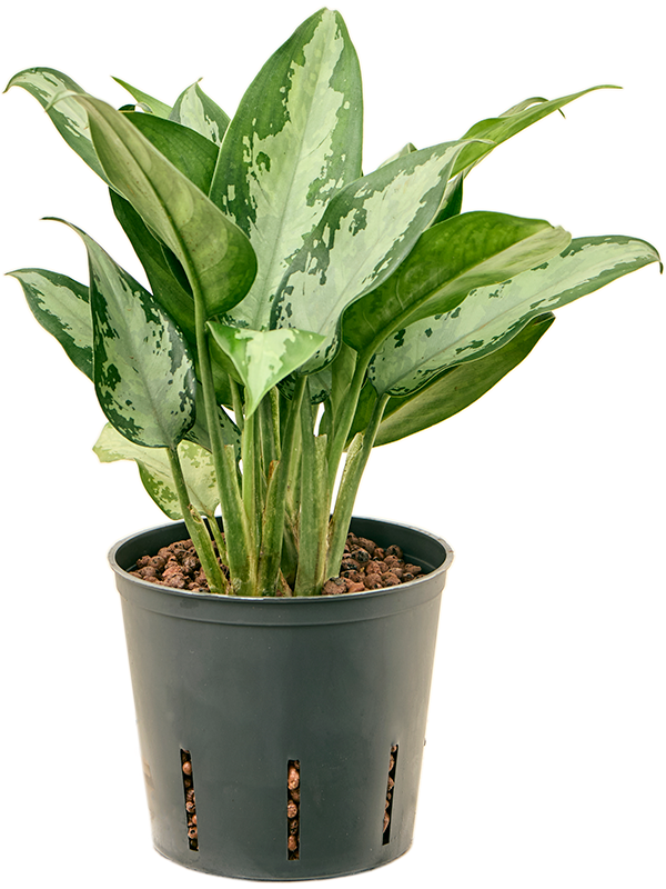 Aglaonema 'Jubilee' (2AGJUBP13) - купить по лучшей цене в artkashpo.ru