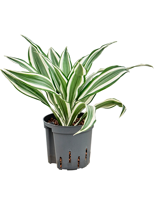 Dracaena deremensis 'White Jewel' (2DRWJKO13) - купить по лучшей цене в artkashpo.ru