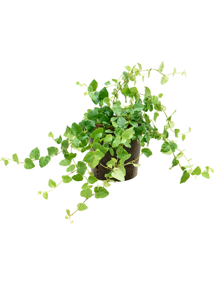 Фикус карликовый ‘Грин Санни’