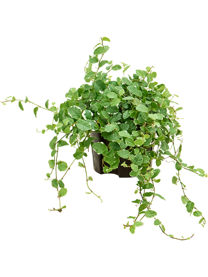 Фикус карликовый ‘Уайт Санни’