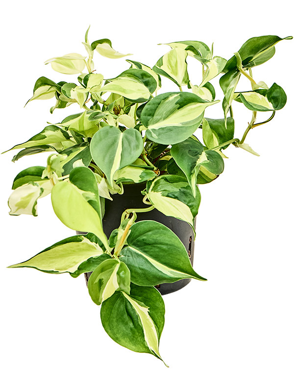 Philodendron scandens 'Rio' (2PHSRHA13) - купить по лучшей цене в artkashpo.ru