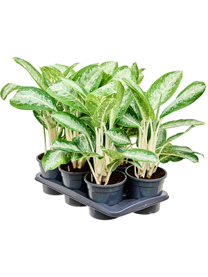 Aglaonema 'Anouk' 6/tray (4AGANBU17) - купить по лучшей цене в artkashpo.ru