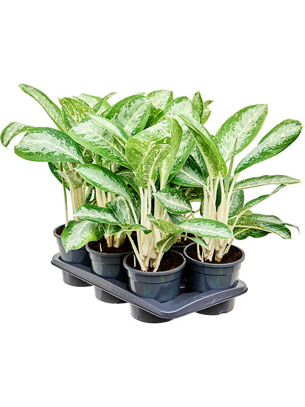 Aglaonema 'Anouk' 6/tray (4AGANBU17) - купить по лучшей цене в artkashpo.ru