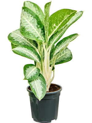 Aglaonema 'Anouk' 6/tray (4AGANBU17) - купить по лучшей цене в artkashpo.ru