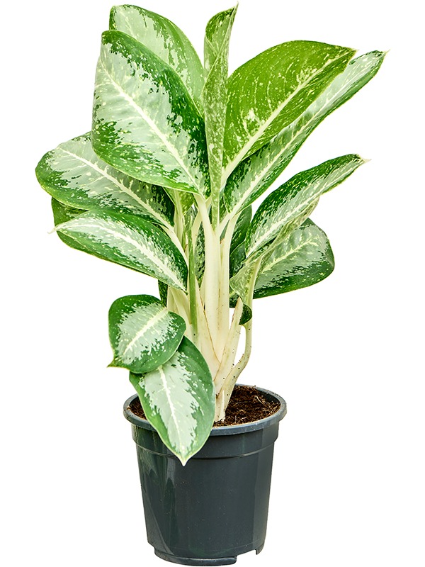 Aglaonema 'Anouk' 6/tray (4AGANBU17) - купить по лучшей цене в artkashpo.ru