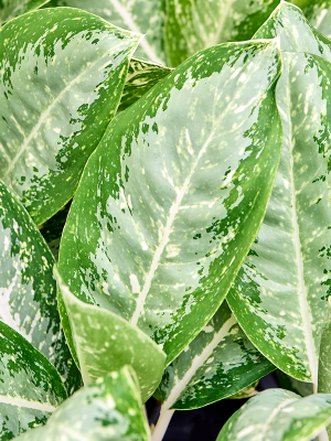 Aglaonema 'Anouk' 6/tray (4AGANBU17) - купить по лучшей цене в artkashpo.ru