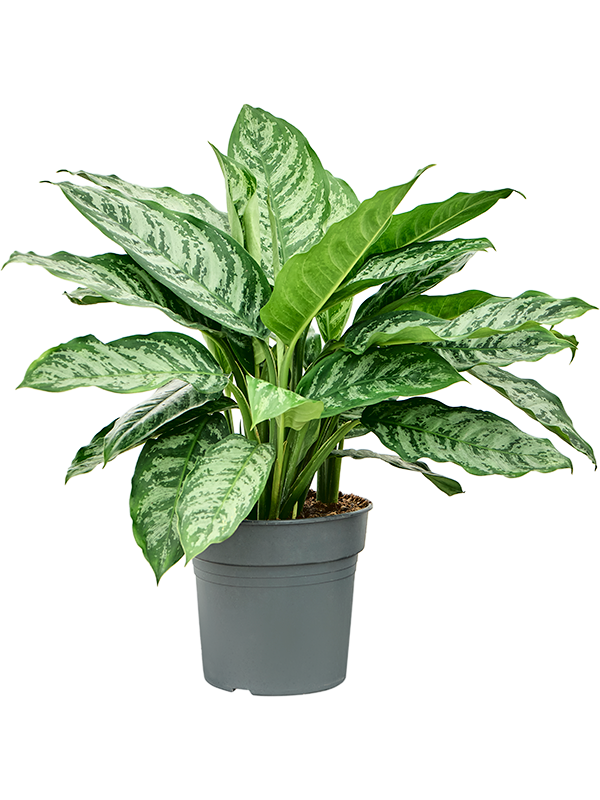 Aglaonema 'Chantal' (4AGCHBU27) - купить по лучшей цене в artkashpo.ru